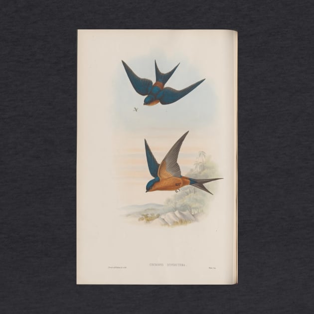 Swallows by pocketlama